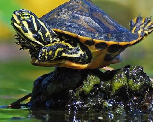 甜甜圈龟是什么龟，怎么养 甜甜圈龟和巴西龟的区别