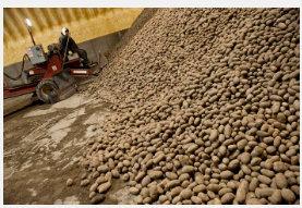 俄勒冈州研究人员获得200万美元资金用于寻找防止有机土豆变质的新方法
