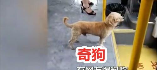 在上海狗狗能不能坐公交车？ 狗狗不能坐公交怎么办
