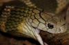 什么蛇最厉害 海蛇vs眼镜王蛇
