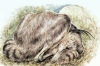 新化石显示类鸟恐龙像现代鸟类一样睡觉