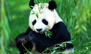 大熊猫资料简介 大熊猫的相关资料