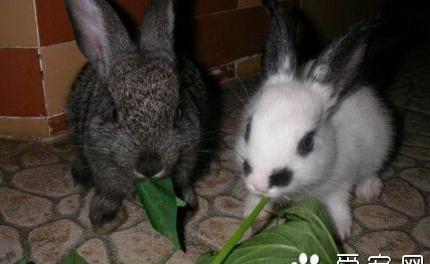 兔子都吃什么草 不能喂食新鲜的苜蓿 兔子都吃什么草
