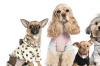 十大适合家养的小型犬排行榜 最认主的小型宠物排行