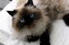 世界上最古老的长毛猫 土耳其安哥拉猫(白猫蓝眼) 安卡拉猫