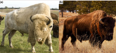 研究人员为北美野牛生产高质量的基因组组装