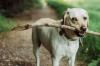 狗狗冠状是什么症状 狗狗冠状病毒什么症状