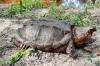 北美鳄龟是棕色的健康还是黑色的健康？ 巨型大鳄龟