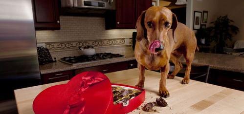 狗吃巧克力怎么解毒 狗吃巧克力怎么办解毒