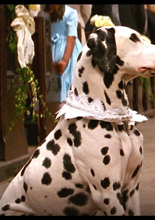 有一部外国电影里的斑点狗叫彭哥的电影是什么片名 斑点狗的电影