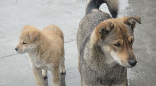 中华田园犬幼崽几个月立耳？ 中华田园犬幼仔