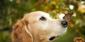 绝对不能给金毛犬吃的食物有哪些？ 金毛犬不能碰的食物