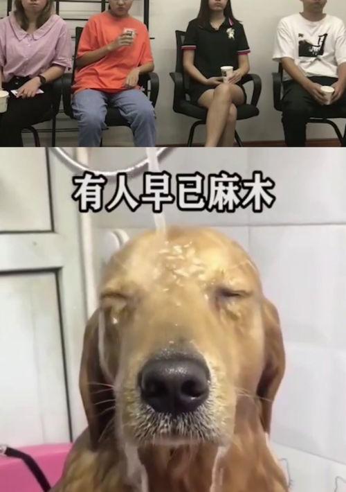 犬类品种大全 狗狗的合集