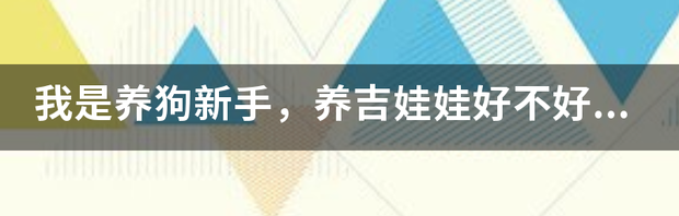 多肉吉娃娃最大的缺点 养吉娃娃最大的忌讳