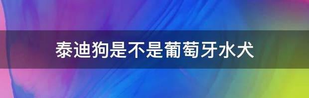 泰迪狗是不是葡萄牙水犬 葡萄牙水犬训练方法