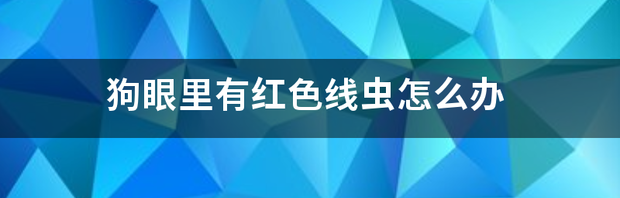 狗眼里有红色线虫怎么办 在狗狗眼里