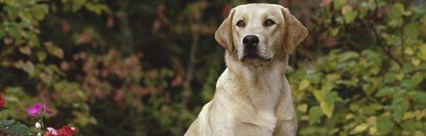 拉布拉多犬介绍 拉布拉多犬介绍资料