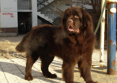 纽芬兰犬能长多大 该犬的体型很庞大 纽芬兰犬长什么样子