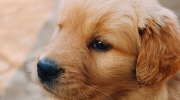 如何判断狗狗是不是得了犬瘟 怎么判断狗得了犬瘟