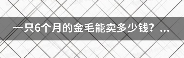 一只6个月的金毛能卖多少钱？ 金毛卖多少钱