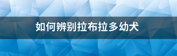 如何辨别拉布拉多幼犬 拉布拉多猎犬幼犬