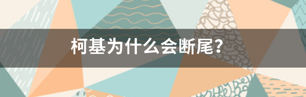 柯基为什么会断尾？ 柯基为什么要断尾了