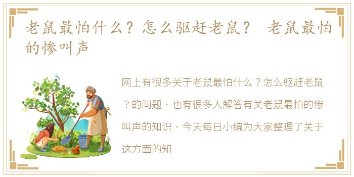 老鼠最怕什么？怎么驱赶老鼠？ 老鼠最怕的惨叫声