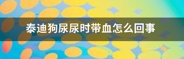 泰迪狗尿尿时带血怎么回事 狗狗尿尿带血是怎么回事