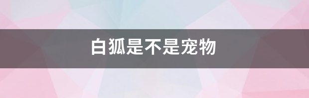 白狐是不是宠物 萌宠大全可爱白狐