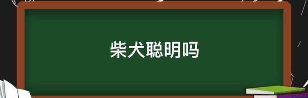 柴犬聪明吗 柴犬和哈士奇哪个聪明