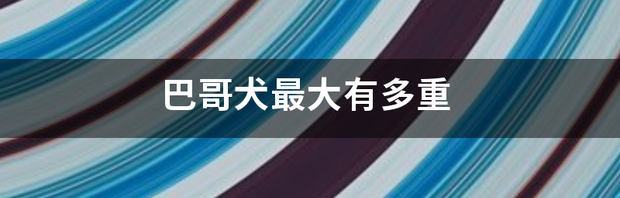 巴哥犬最大有多重 成年巴吉度犬的体重是多少