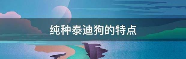 纯种泰迪狗的特点 纯种泰迪的5个特征