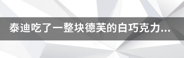 猫误食巧克力怎么办？ 猫吃了2块德芙巧克力