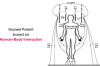 基于人体交互的华为新专利改善沟通