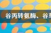 谷氨酰胺转移酶155.7 谷氨酰胺转氨酶高是怎么回事