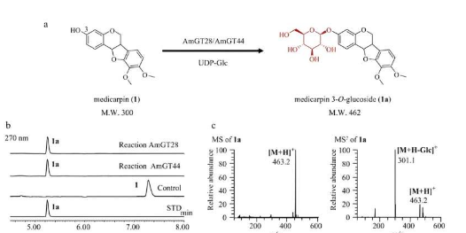 来自 A. membranaceus 的高效糖基转移酶能够实现生物活性紫檀糖苷的生物合成