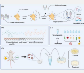 噬菌体展示七肽序列结合显著提高抗菌肽对金黄色葡萄球菌的特异性靶向能力