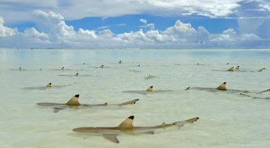 WildPhotos 2024是即将在英国举行的一项全新野生动物摄影活动