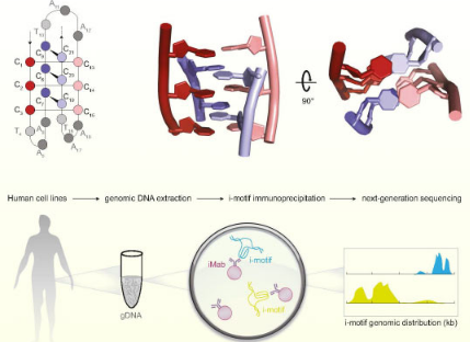 研究发现神秘的IMotif结构在人类基因组DNA中很常见