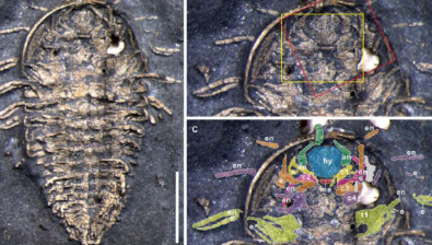 新化石显示三叶虫有五对头部附属物