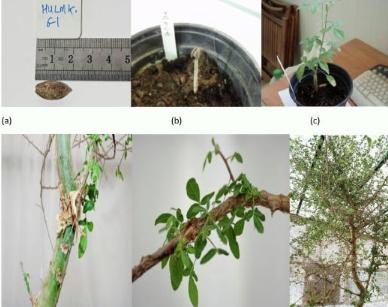 失传已久的没药物种从1000年历史的种子中复活