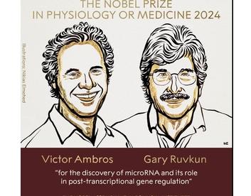 科学家因发现microRNA荣获2024年诺贝尔医学奖